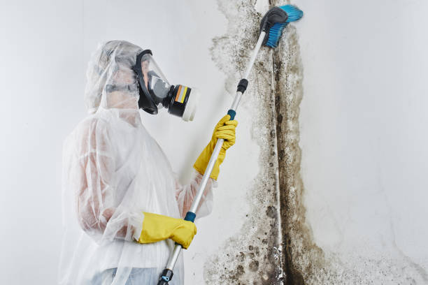 Why You Should Choose Our Mold Remediation Services in Taylorsville, MS